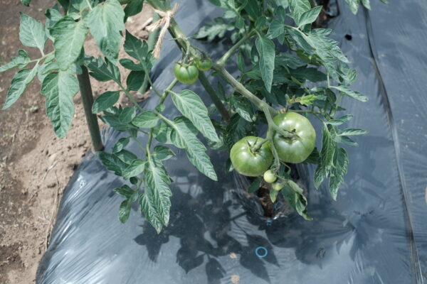 農園見学「chofuみらいfarm」